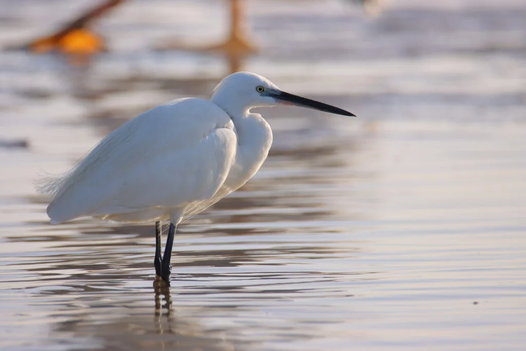 20240316-LAGUNE-DE-LA-SOMONE-PETITE-COTE-SENEGAL-108-aigrette-garzette-1024x683