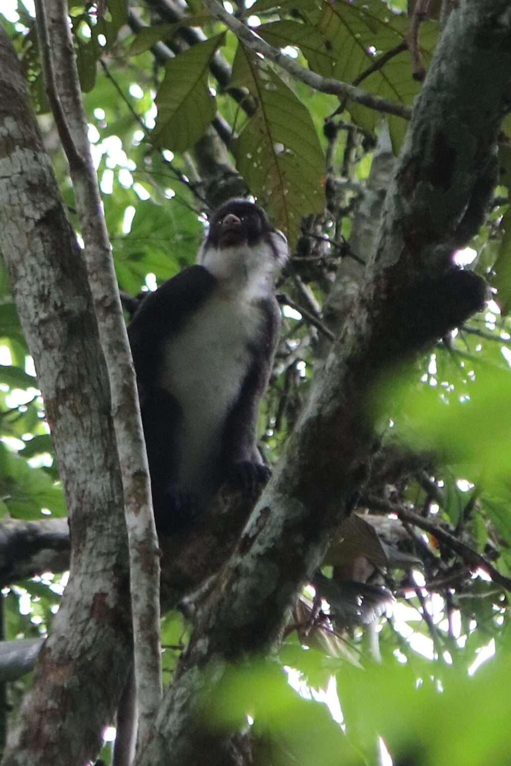 20240717 CAMPEMENT DU PARC NATIONAL DU TAÏ MONTAGNES COTE D'IVOIRE (3)