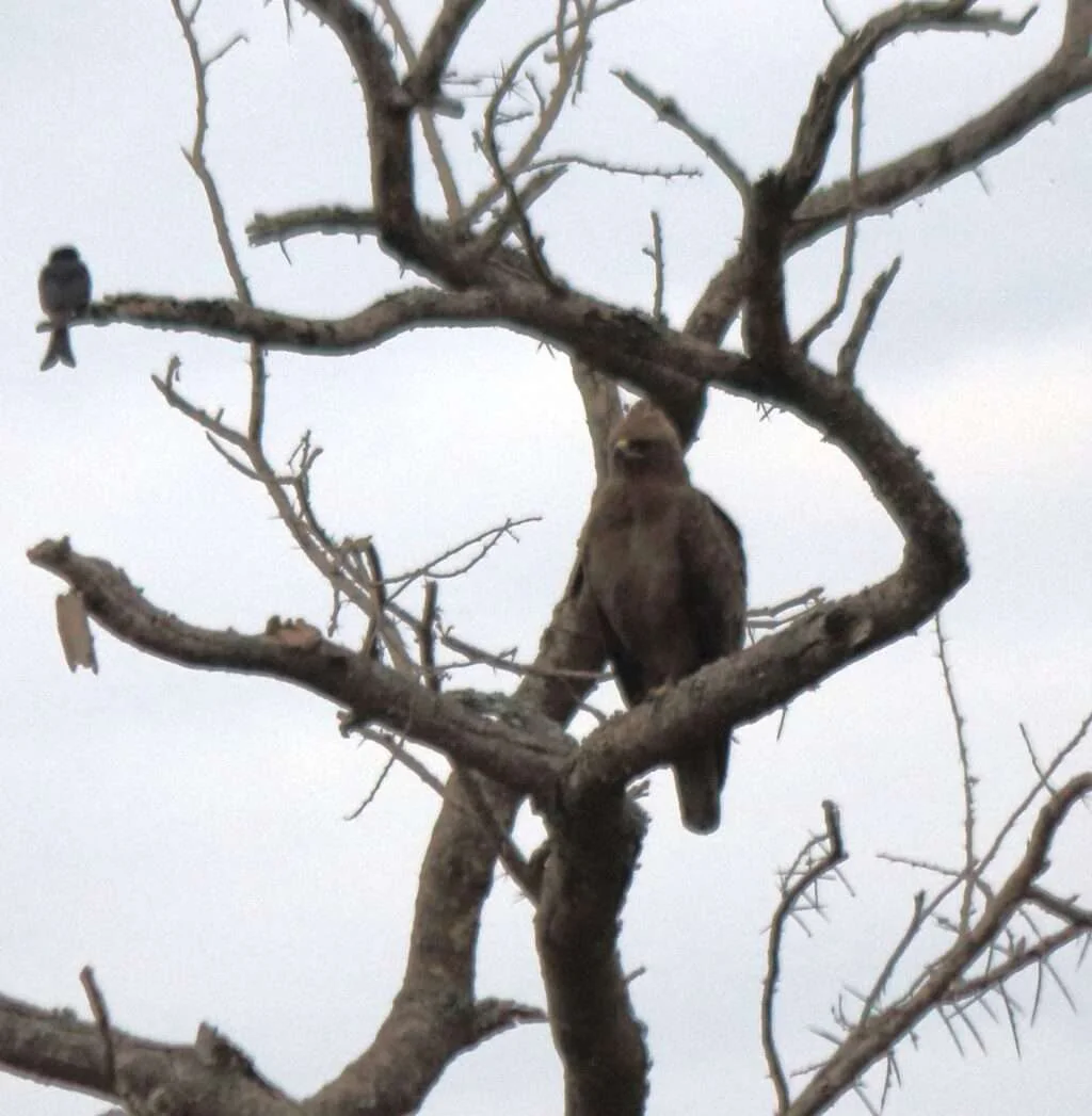 20161226-GAME-DRIVE-QUEENS-ELISABETH-PARK-OUGANDA-0-AIGLE-DE-WAHLBERG-1024x1047