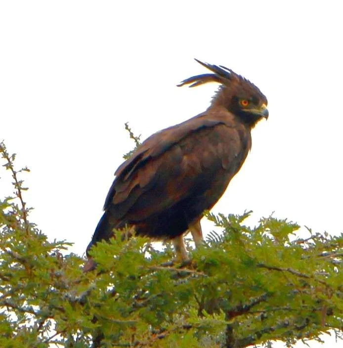 20161230-GAME-DRIVE-AIGLE-HUPPARD-LAC-MBURO-OUGANDA-28