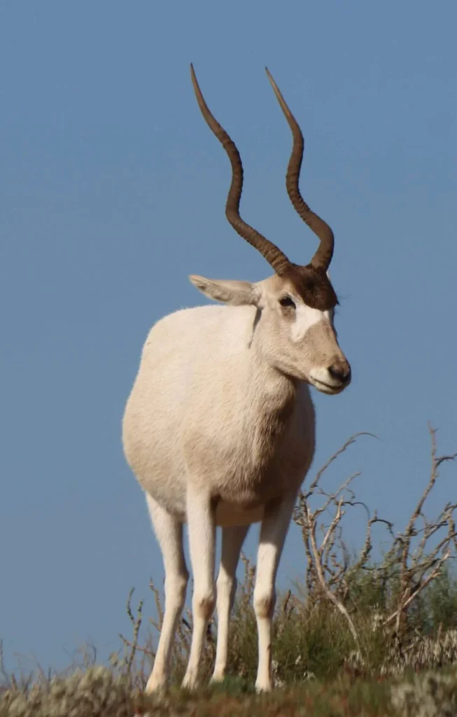 20231221-PARC-NATIONAL-DE-SOUSS-MASSA-RESERVE-DE-ROKEIN-ADDAX-AGADIR-MAROC-11-1024x1605