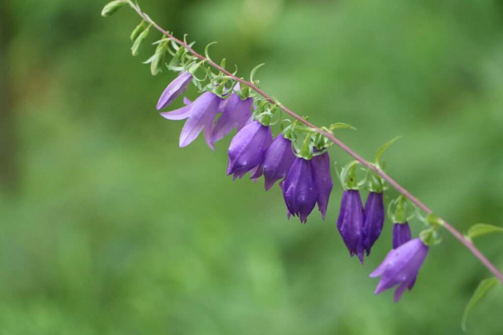 20220718 LES GROTTES DE SKOPJAN SLOVENIE (33) CAMPANULE BARBUE