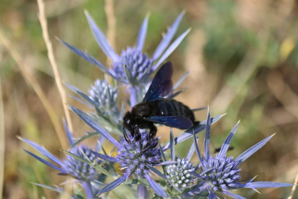 20220724 PARC NATIONAL DE L'UCKA & LOVRAN MALA UCKA CROATIE (28)