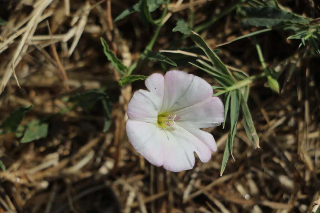 20220823 ILE AUX FLEURS TIVAT MONTENEGRO (13)