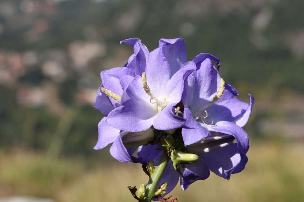 20220825 ECHELLE DE CATTARO PN DE LOVCEN MONTENEGRO (22)