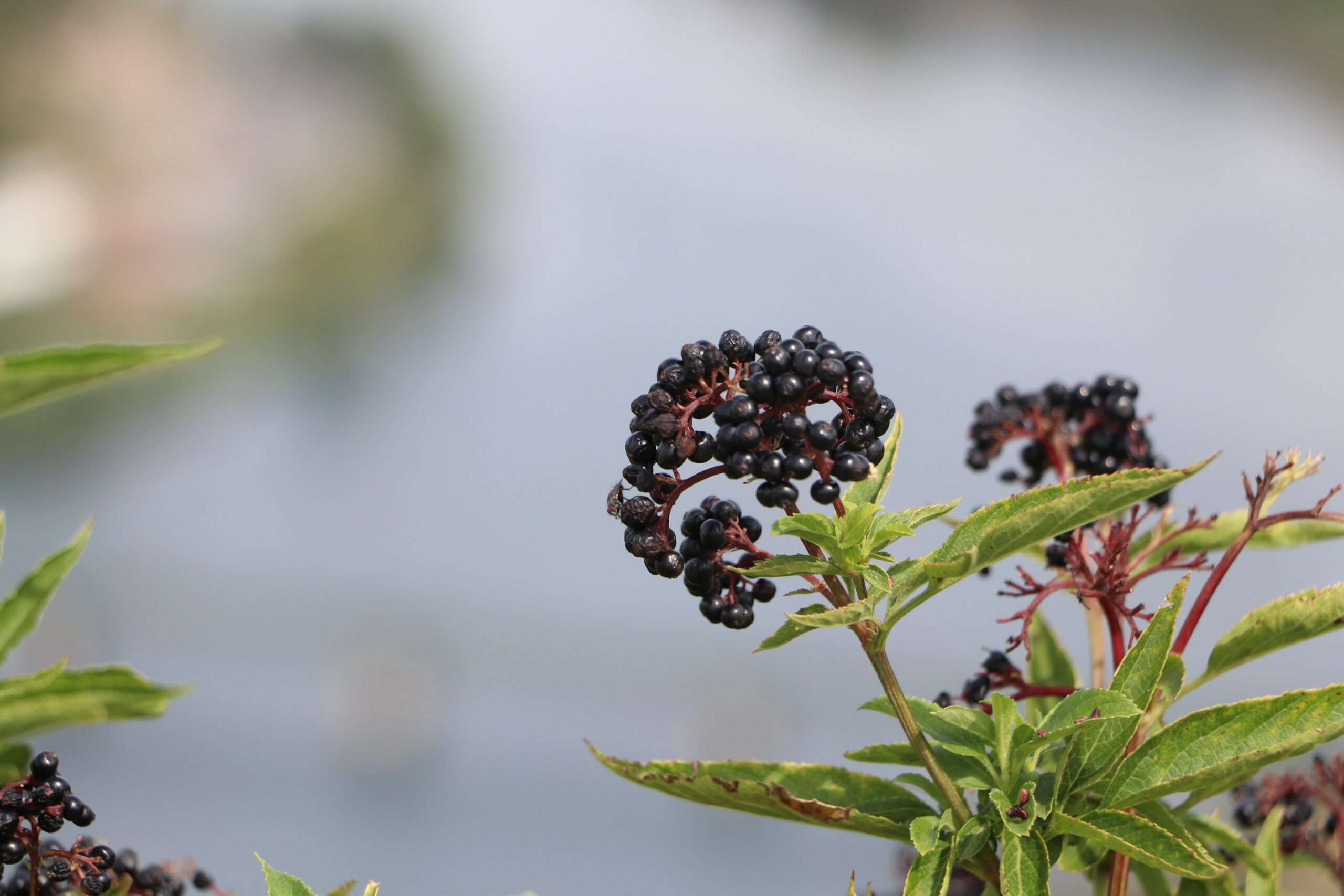 Sureau hièble ou sureau yèble ou petit sureau, Sambucus ebulus