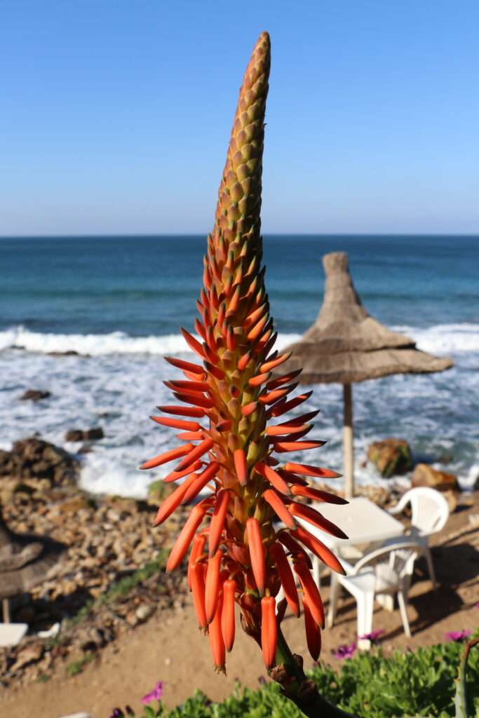 20230105 ZONE HUMIDE HAJRYENE TANGER MAROC (14)