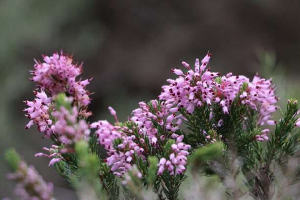 Bruy re Nombreuses Fleurs Erica Multiflora Voyageavecnous bruy-re-nombreuses-fleurs-erica-multiflora-voyageavecnous