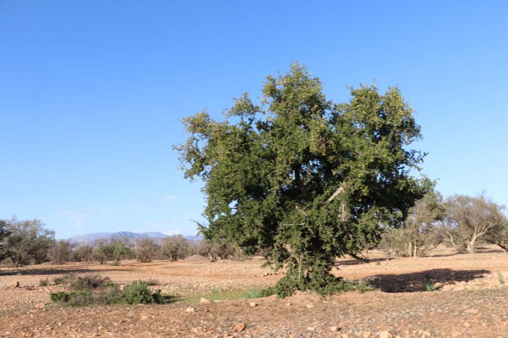 20230130 TAROUDANNT ARGANIER SOUSS MASSA MAROC (73)