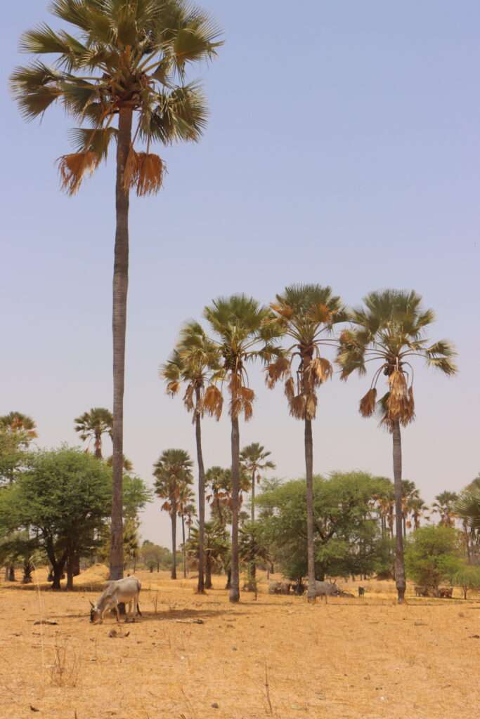 20240328 DJILOR DJIDJACK DELTA DU SALOUM SENEGAL (49) FORET DES RONIERS DEGENERES