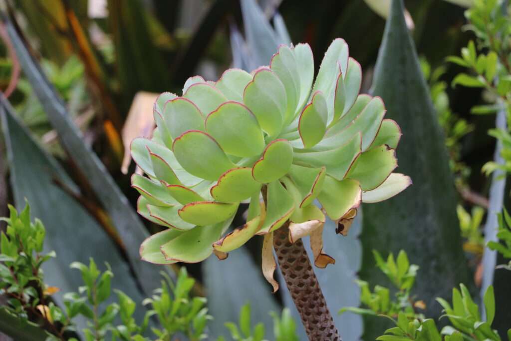 20230527 PARC DU PALAIS DE PENA AEONIUM SINTRA PORTUGAL (4)