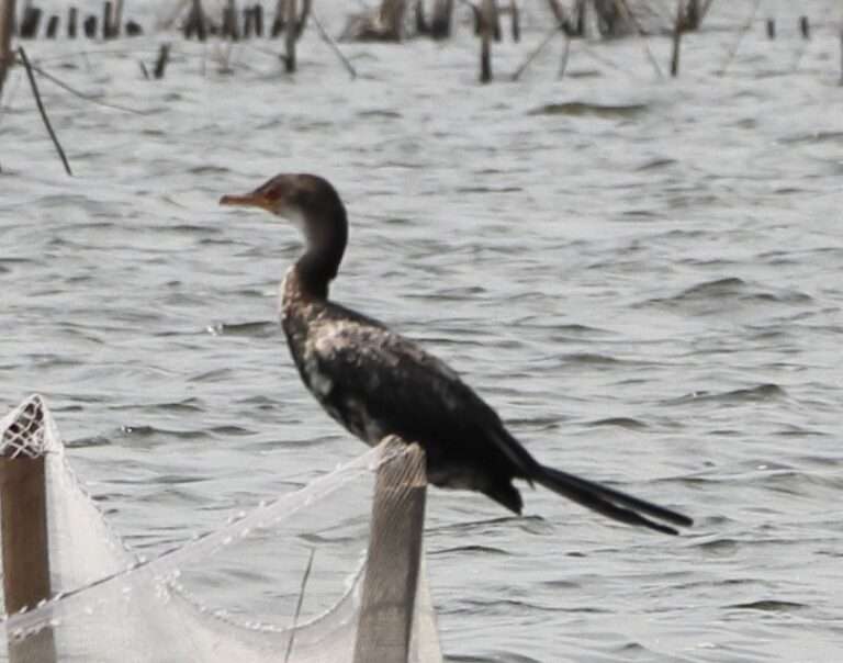 Microcarbo africanus - Reed Cormorant - Cormoran africain ...