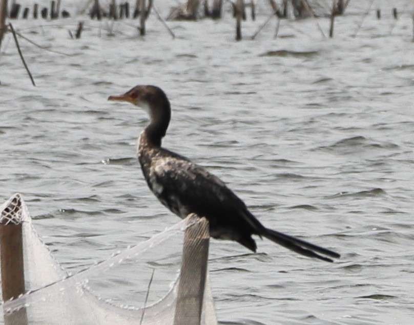 20250211 CITE LACUSTRE DE GANVIE REGION AYLANTIQUE BENIN (177) cormoran africain