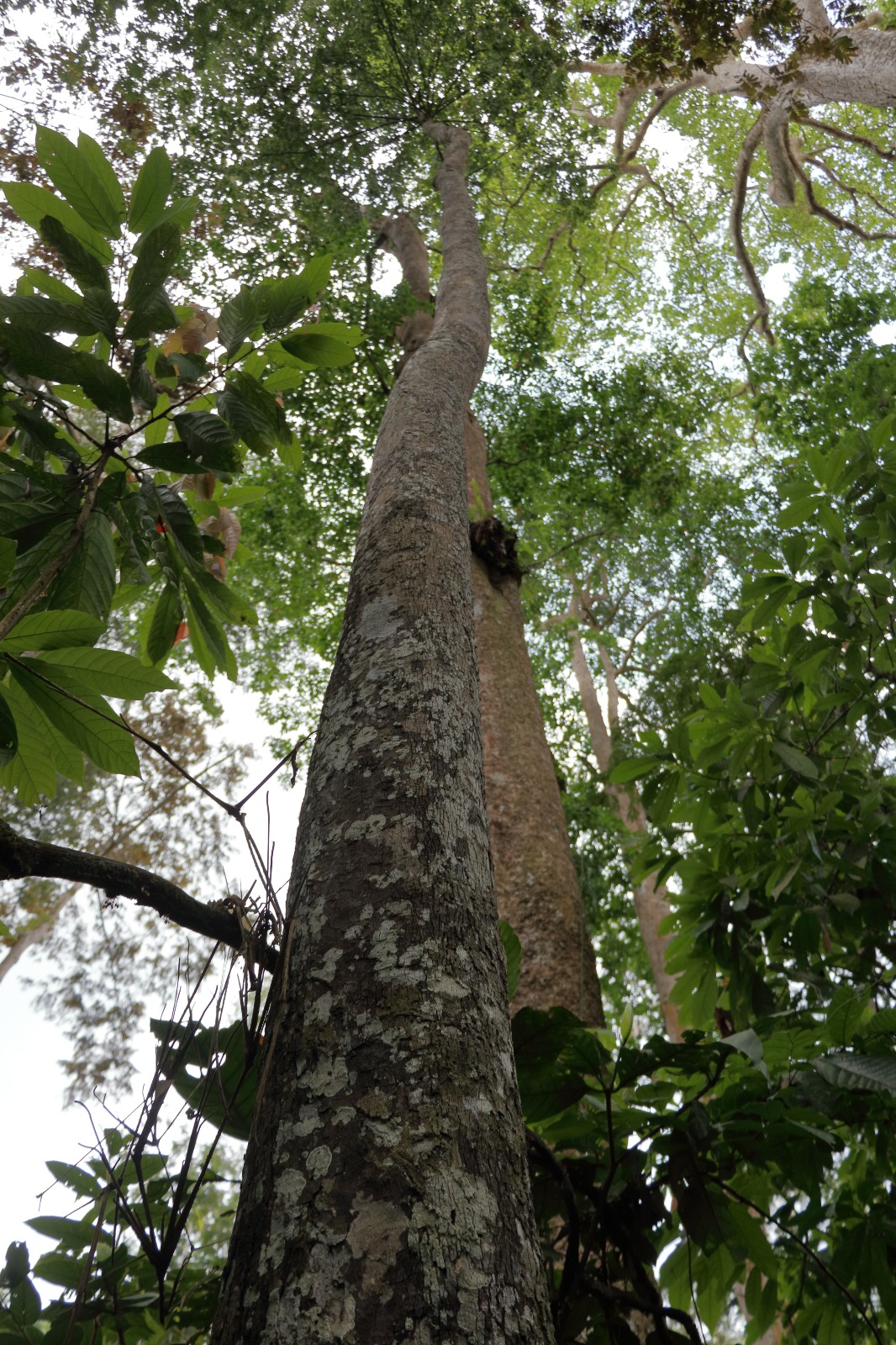 eb-ne-diospyros-crassiflora-voyageavecnous