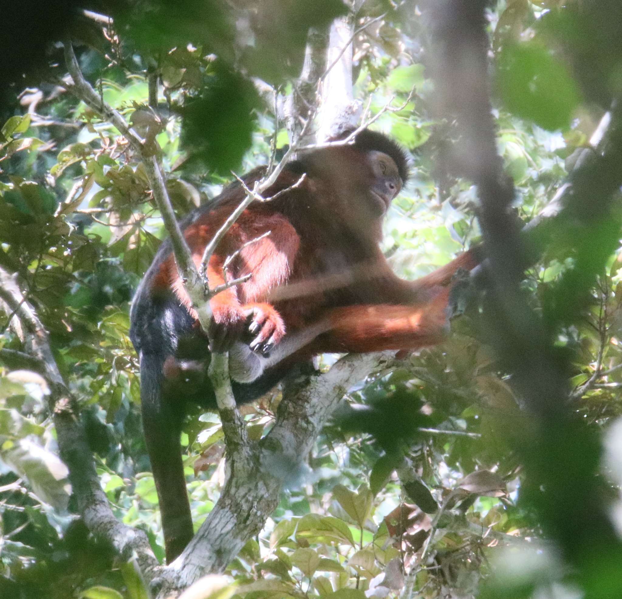 Colobe rouge Bai Piliocolobus badius — Le colobe rouge du Taï ...