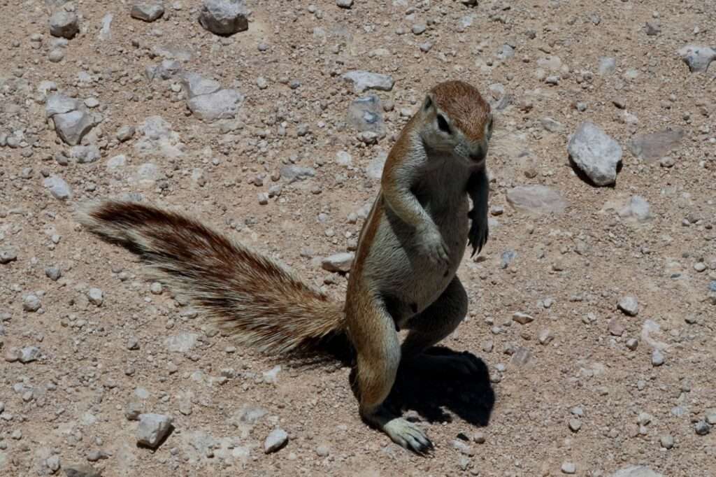 20251116 SELF DRIVE DOLOMITES A OKAUKUEJO (58) ECUREUIL DU CAP