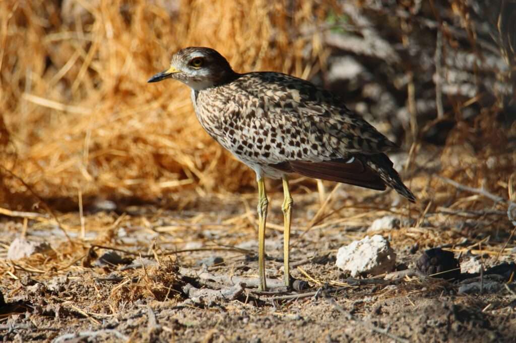 20251117 safari ouest okakuejo (12) oedicneme