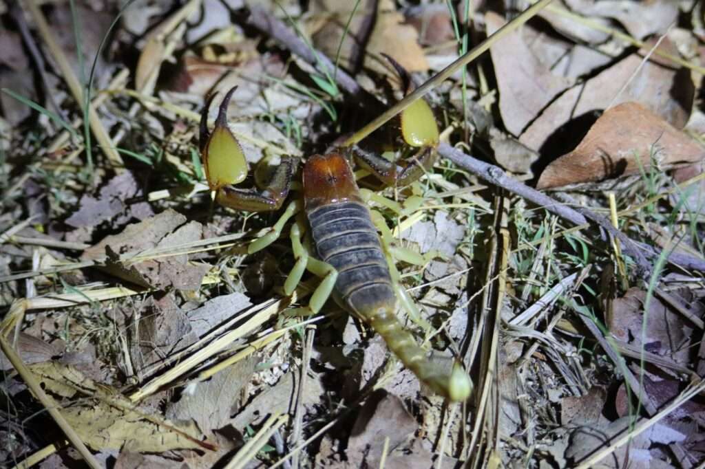 20251118 LODGE HALALI (11) scorpion