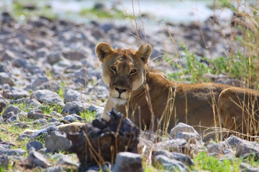 20251119 de halali a nautoni (48) lion