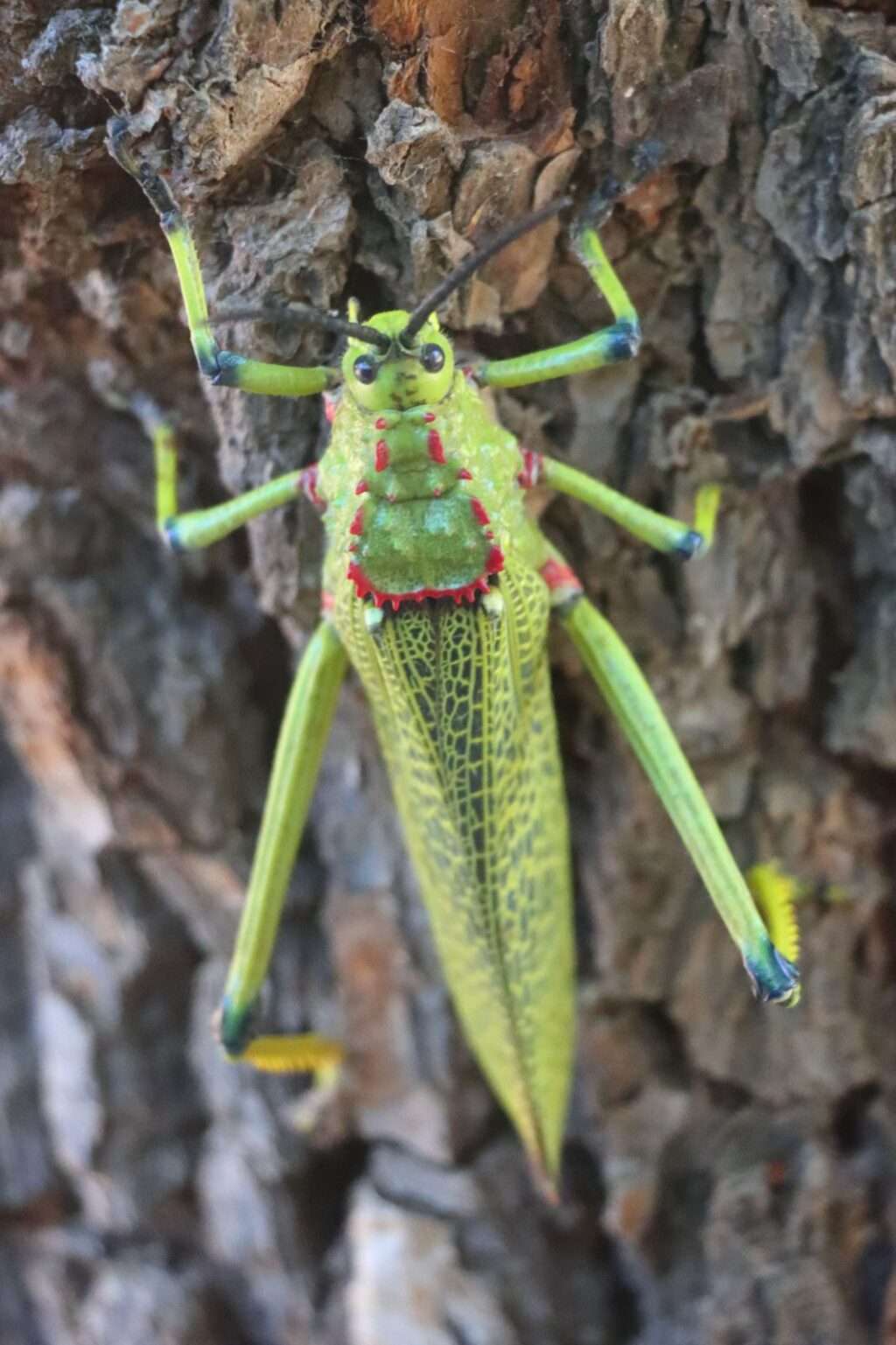 20251122 otjiwarongo criquet Phymateus viridipes (1)