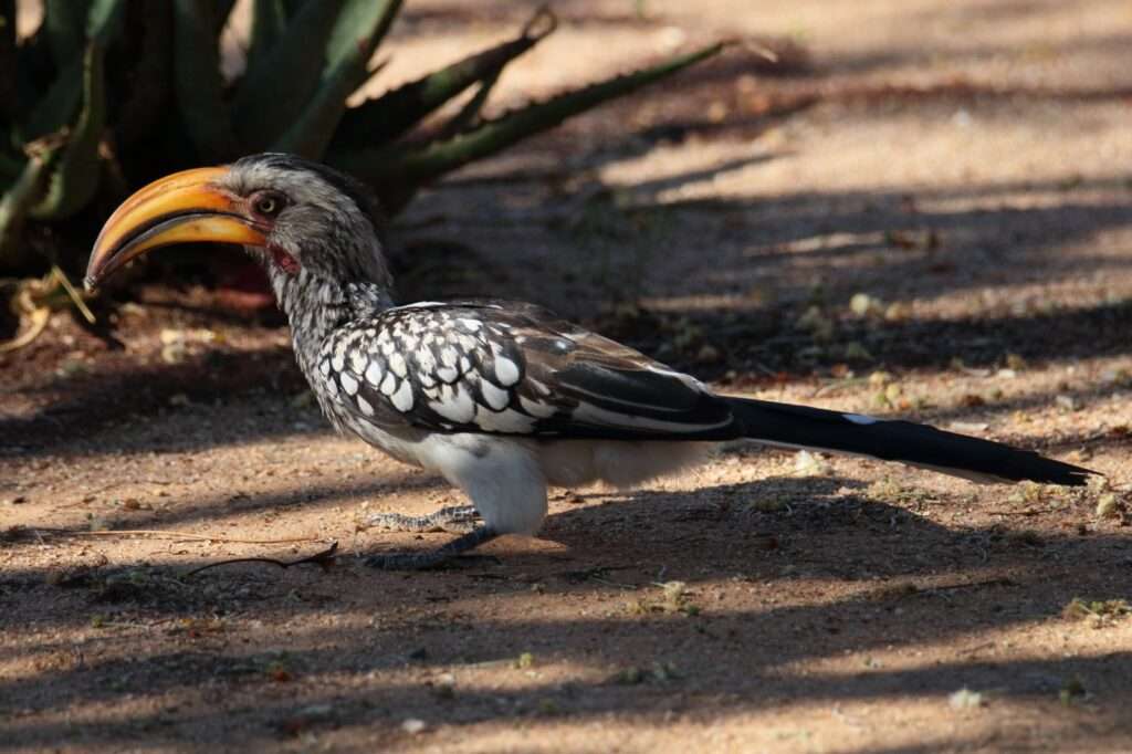 20251123 calao a bec jaune otjiwarongo (5)