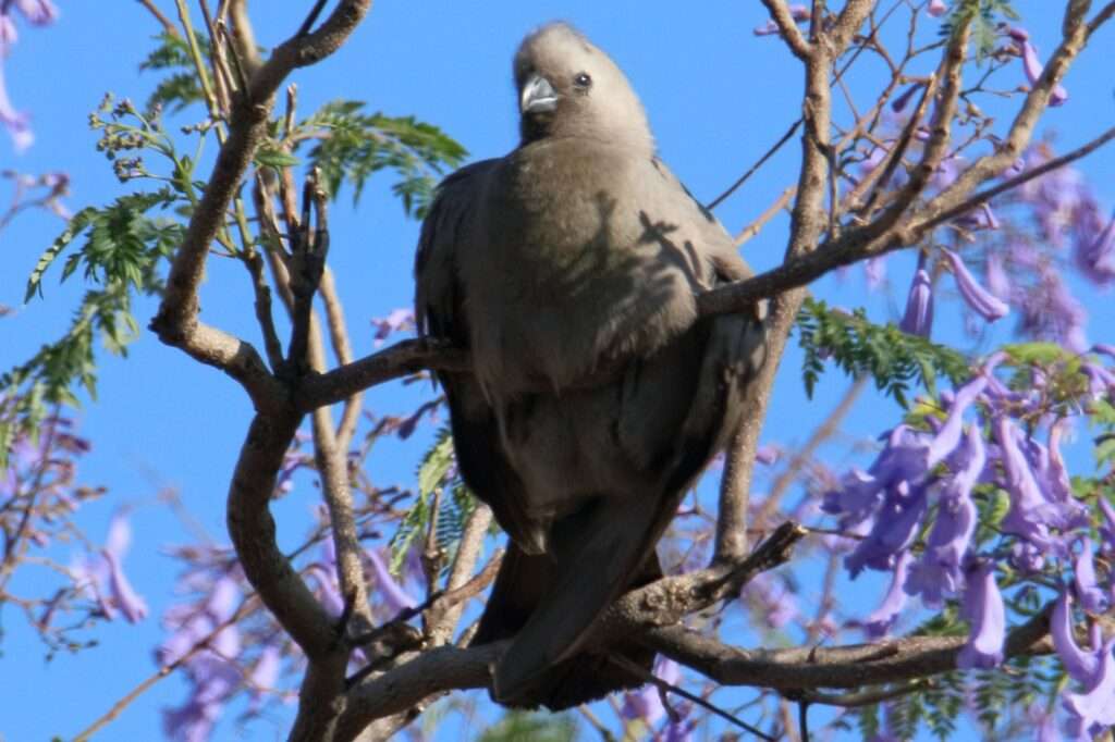 20251123 otjiwarongo oiseua a huppe gris (7)