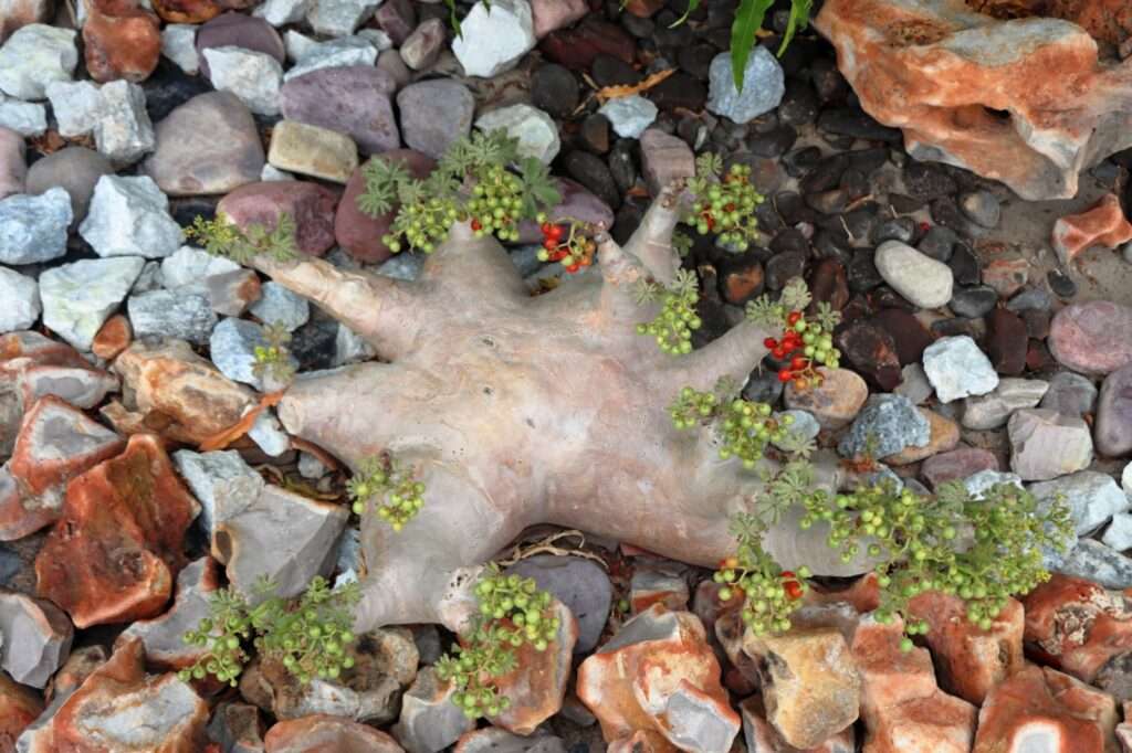 WhatsApp Image 2025-11-02 at 17.43.48 (2)