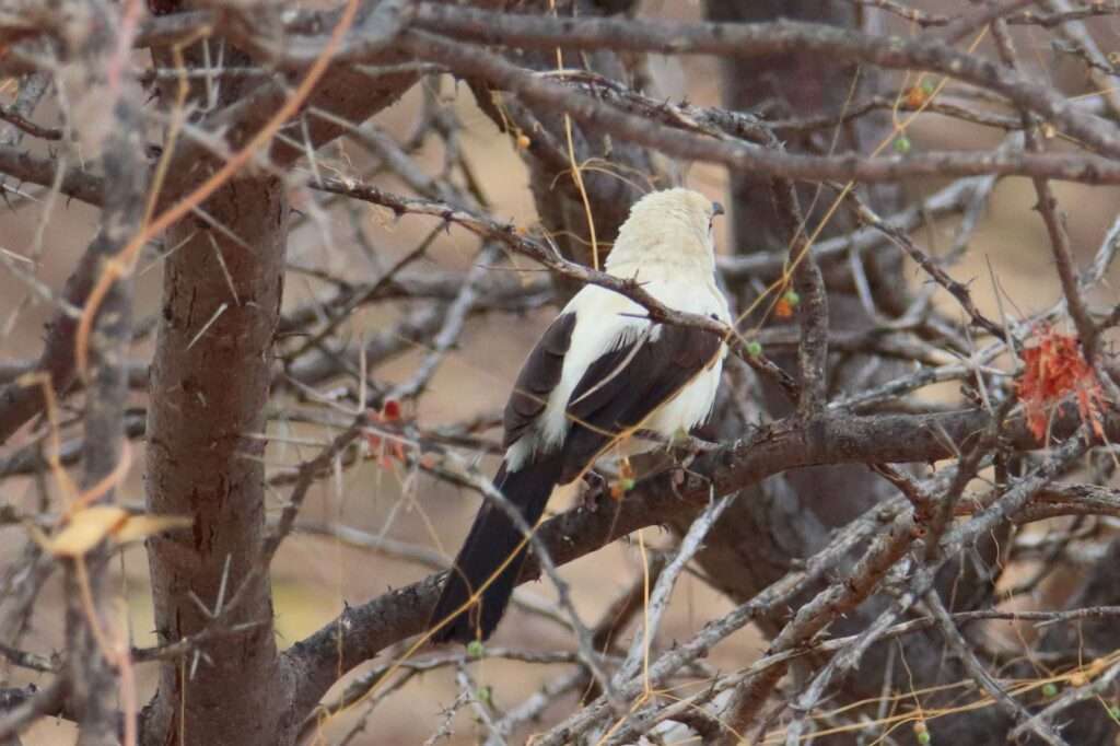 WhatsApp Image 2025-11-07 at 14.41.06