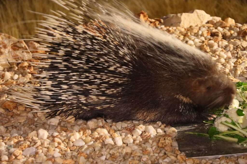 WhatsApp Image 2025-11-14 at 12.55.05 (33)