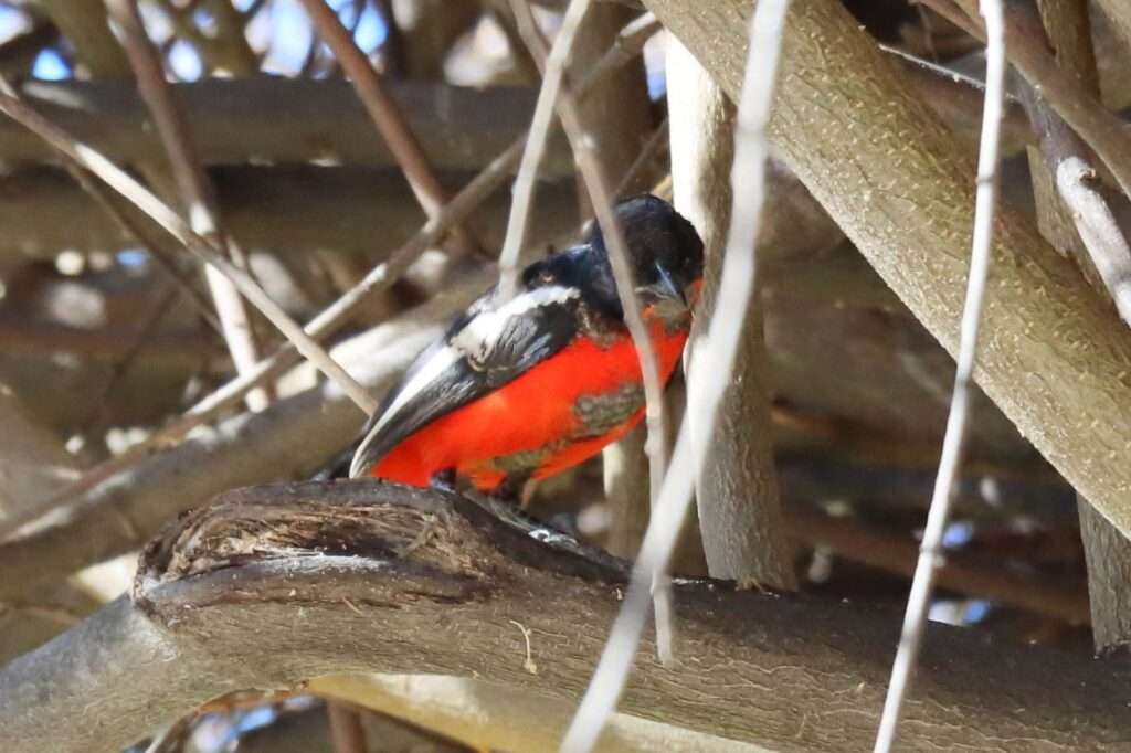 WhatsApp Image 2025-11-18 at 17.42.31 (25) TRAQUET