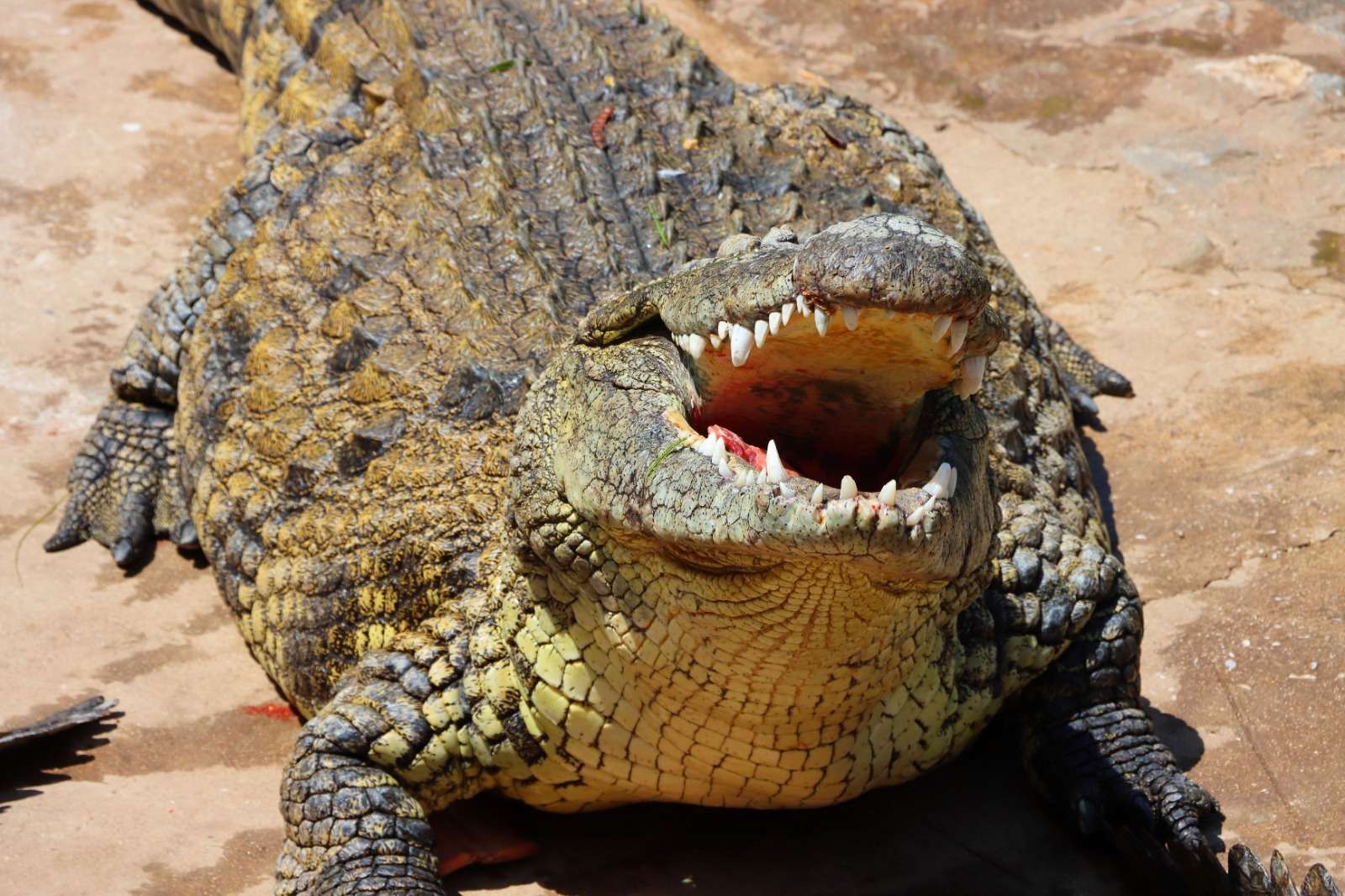Crocodile Ranch (Otjiwarongo) : entre élevage, tourisme et conservation ...