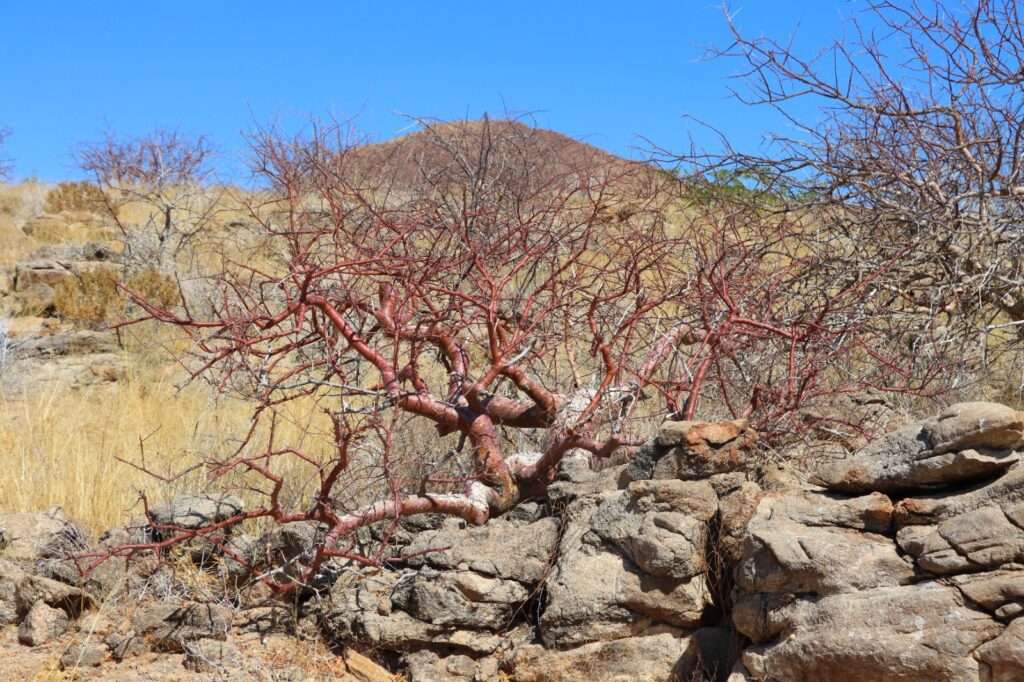 WhatsApp Image 2025-11-26 at 13.04.58 (9)