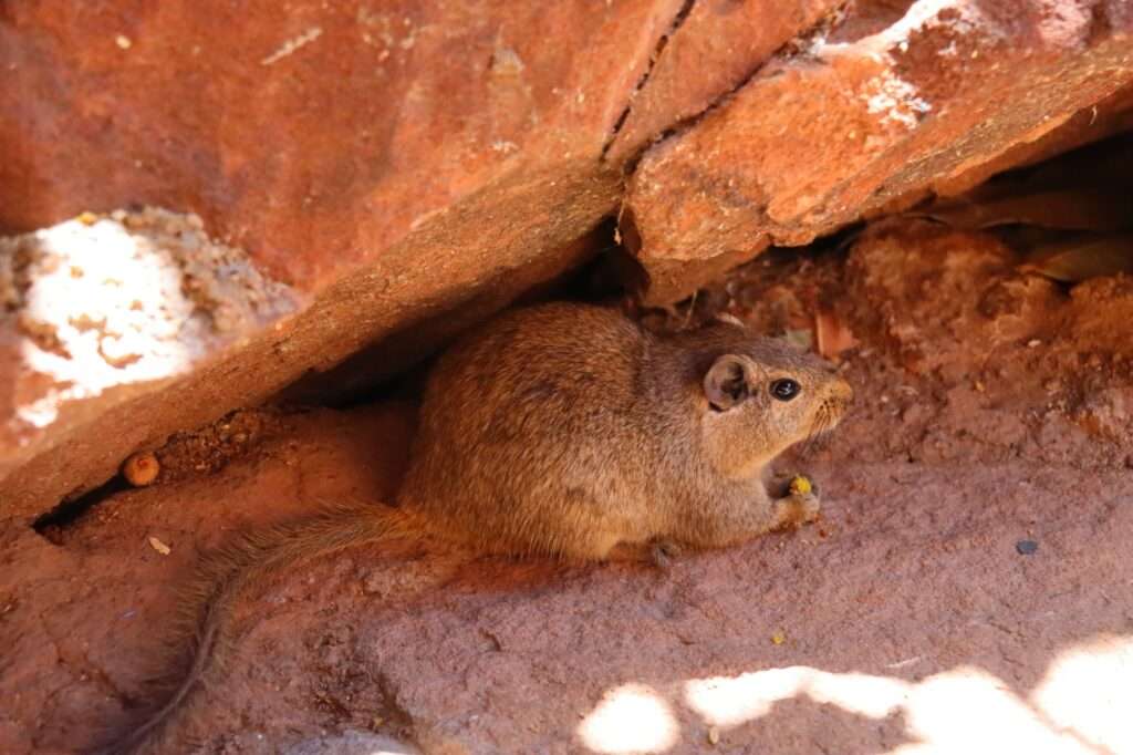 WhatsApp Image 2025-11-30 at 10.50.49