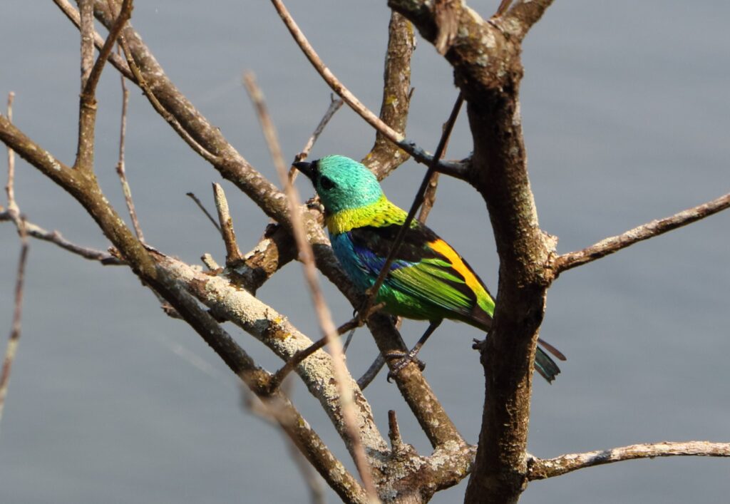 20190812 RESTAURANT PORTO CANOAS FOZ DO IGUACU BRESIL (1)