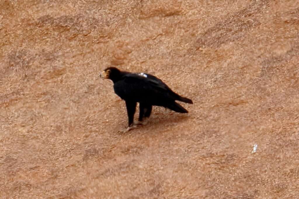 SPITZKOPPE FAUNE NATURE RESERVE (7)