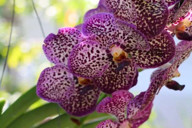 628153100_1437683814817645_7521385156996072228_n