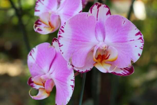 628417568_1437683318151028_6362951451940770528_n