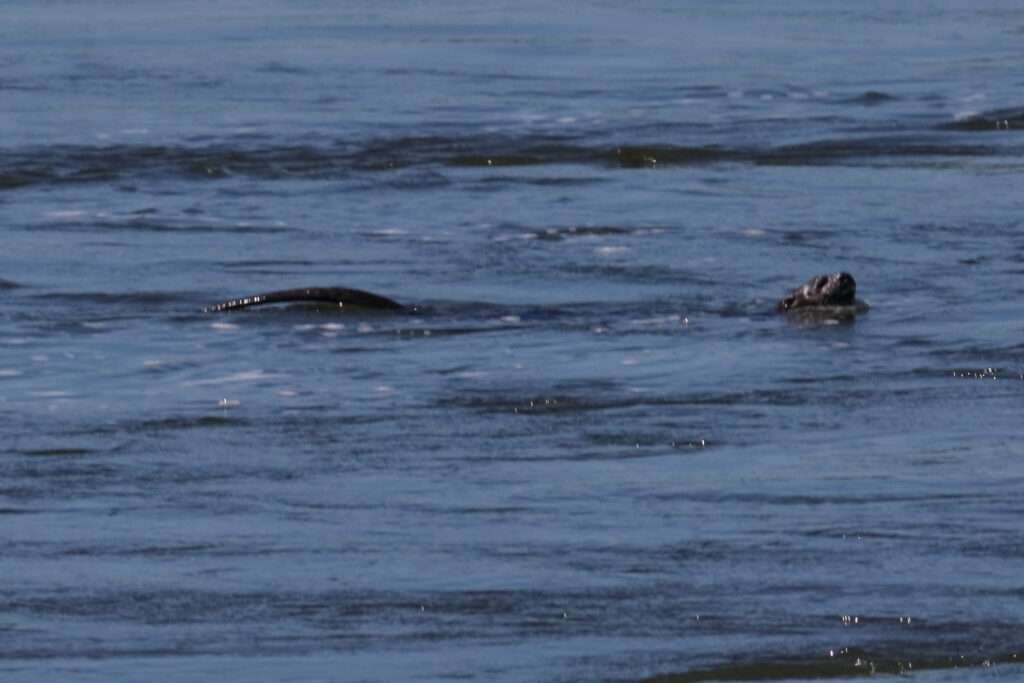 20260502 POPA FALLS WHITE SAND LODGE DIVUNDU BANDE DE CAPRIVI NAMIBIE (41) loutre a joues blanches
