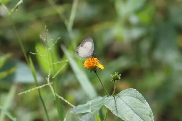 20241019-SANCTUAIRE-DES-PAPILLONS-DE-BOBIRI-KUBEASE-KUMASI-GHANA-30-oboronia-pseudopunctatus-612x408 (1)