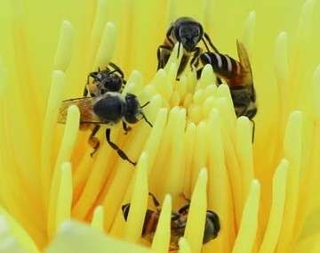 abeille asiatique