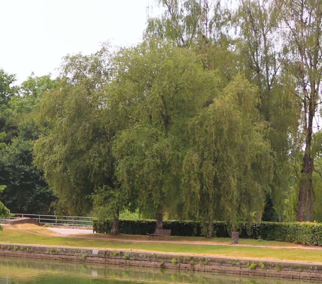 saule